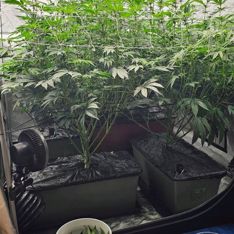 Motorbreath x Black Velvet growlog timeline photo