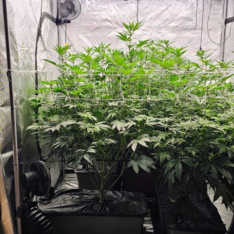 Motorbreath x Black Velvet growlog timeline photo
