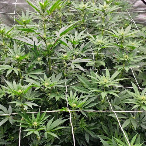 Motorbreath x Black Velvet growlog timeline photo