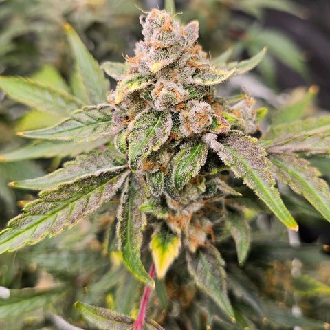 Fairy cake -(Mephisto) V2 growlog timeline photo