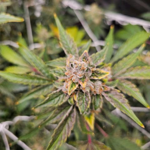 Fairy cake -(Mephisto) V2 growlog timeline photo