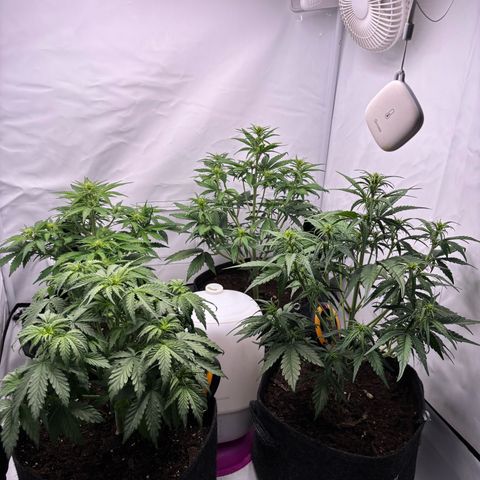 LSD-25 growlog timeline photo