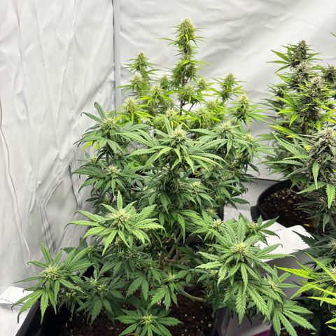 Royal Critical Automatic growlog timeline photo
