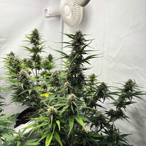 LSD-25 growlog timeline photo