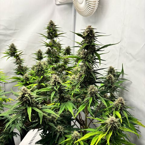 LSD-25 growlog timeline photo