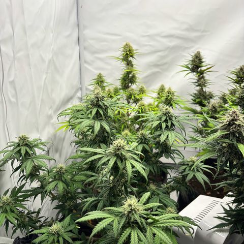 Royal Critical Automatic growlog timeline photo