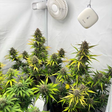 LSD-25 growlog timeline photo