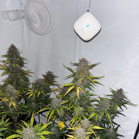 LSD-25 growlog timeline photo