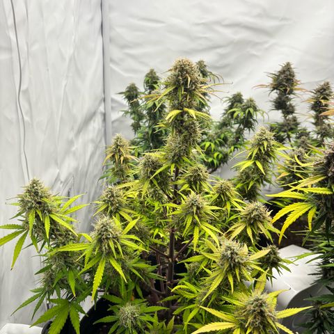 Royal Critical Automatic growlog timeline photo