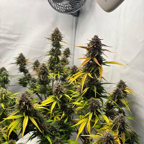 LSD-25 growlog timeline photo