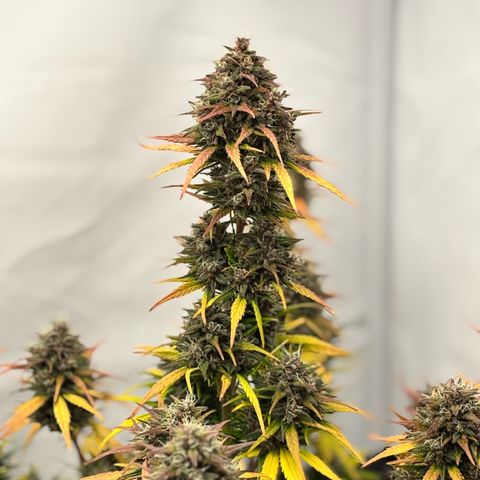 LSD-25 growlog timeline photo