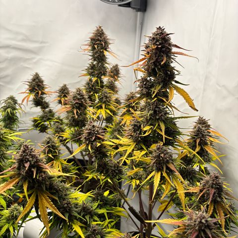 LSD-25 growlog timeline photo