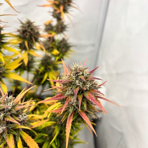 LSD-25 growlog timeline photo