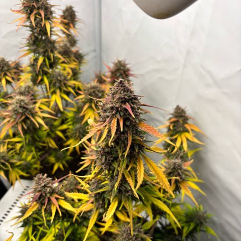 LSD-25 growlog timeline photo