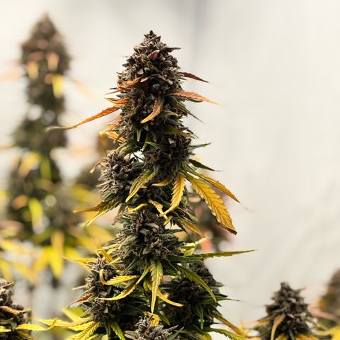 LSD-25 growlog timeline photo