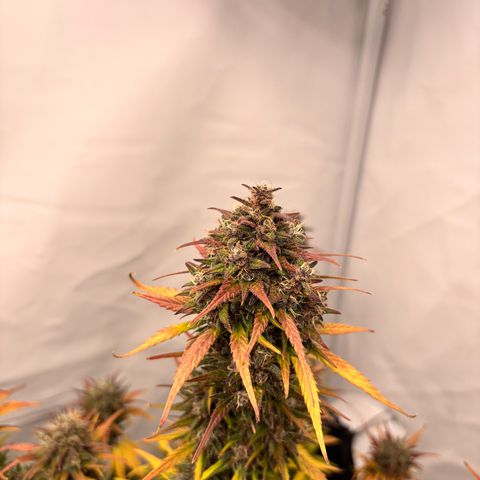 LSD-25 growlog timeline photo