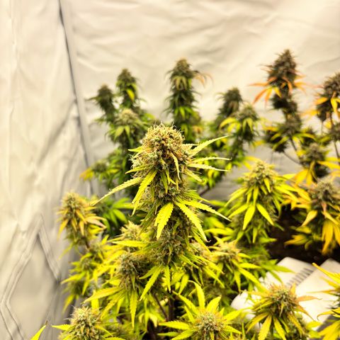 Royal Critical Automatic growlog timeline photo