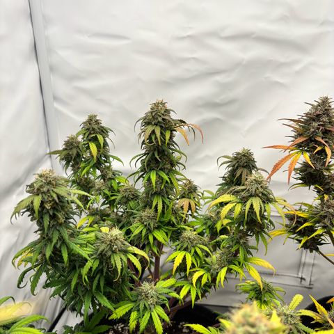 Royal Critical Automatic growlog timeline photo