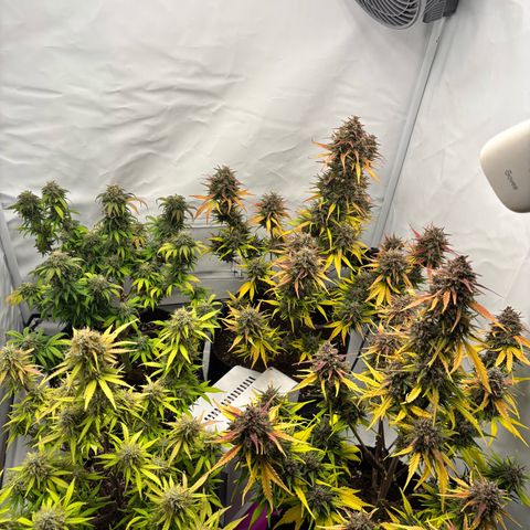 Royal Critical Automatic growlog timeline photo