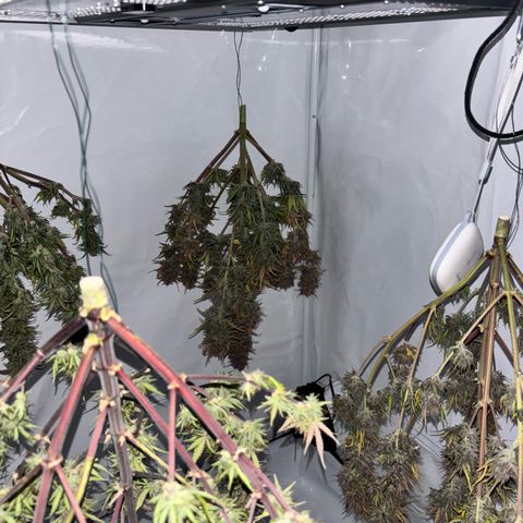 LSD-25 growlog timeline photo