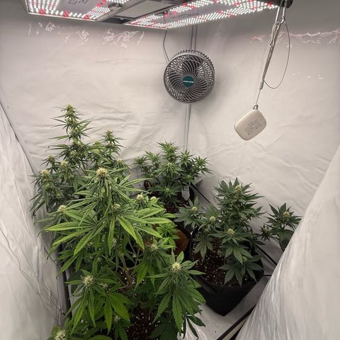 Papaya Cookies growlog timeline photo