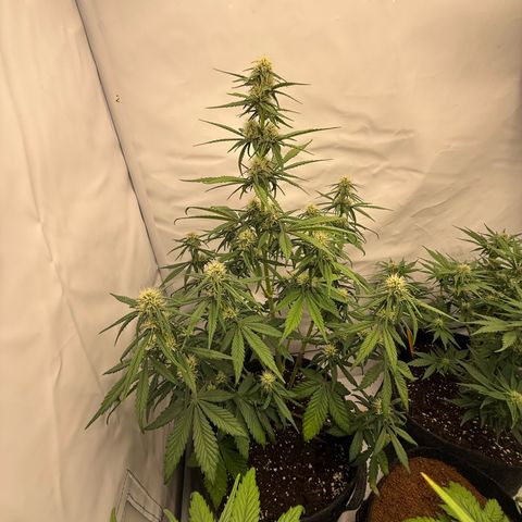 Papaya Cookies growlog timeline photo