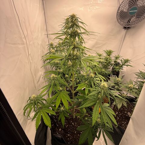 Papaya Cookies growlog timeline photo
