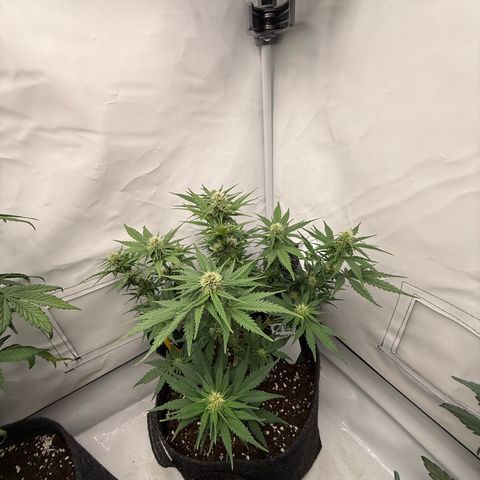 Banana Purple Punch Auto growlog timeline photo