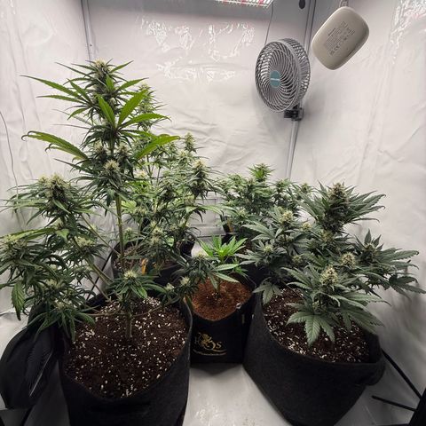 Papaya Cookies growlog timeline photo