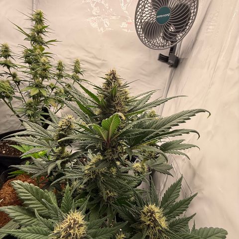 Banana Purple Punch Auto growlog timeline photo