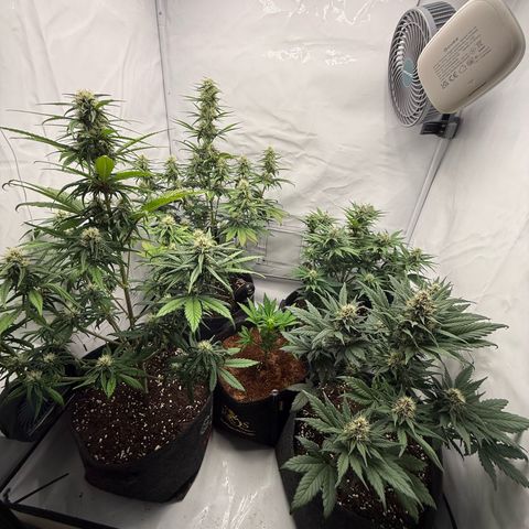 Banana Purple Punch Auto growlog timeline photo