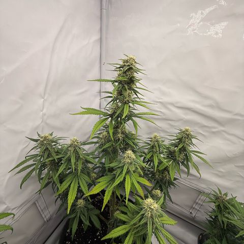 Papaya Cookies growlog timeline photo