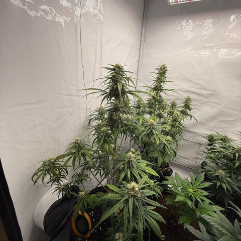 Papaya Cookies growlog timeline photo