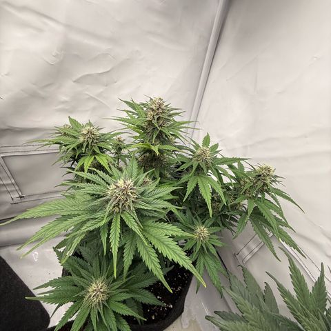 Banana Purple Punch Auto growlog timeline photo