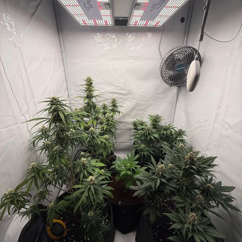 Papaya Cookies growlog timeline photo
