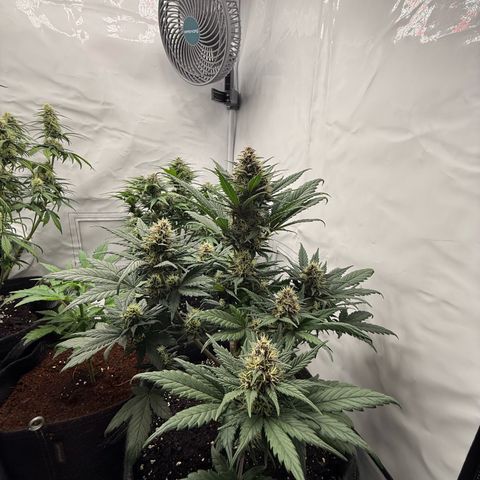 Banana Purple Punch Auto growlog timeline photo