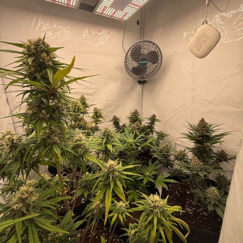 Papaya Cookies growlog timeline photo