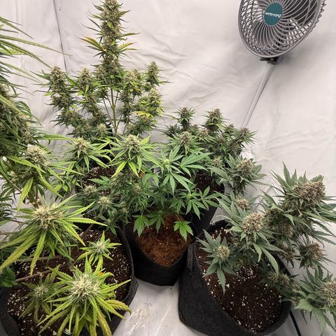 Banana Purple Punch Auto growlog timeline photo