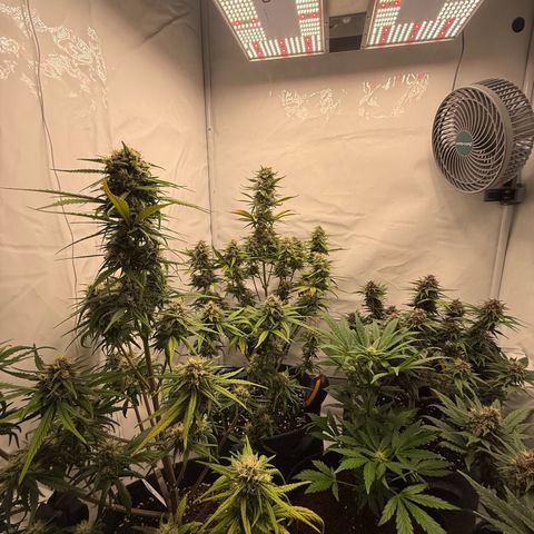 Papaya Cookies growlog timeline photo