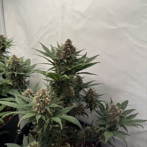 Banana Purple Punch Auto growlog timeline photo