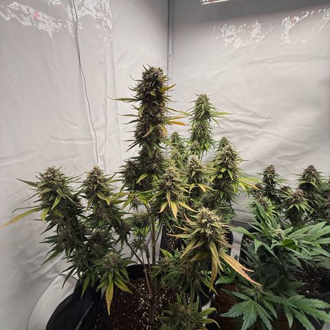 Papaya Cookies growlog timeline photo