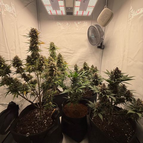 Banana Purple Punch Auto growlog timeline photo