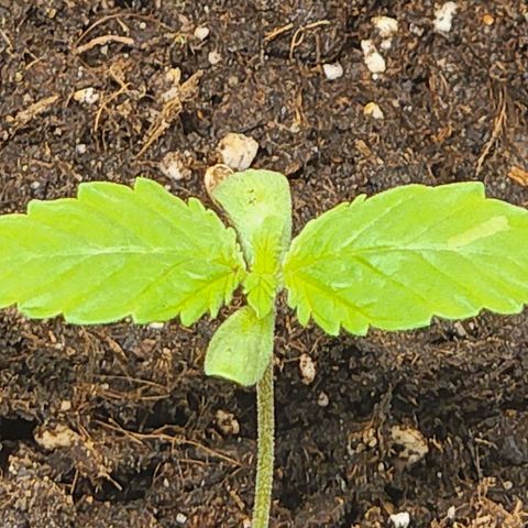 Hulkberry growlog photo: Cumplen 1 semana desde puesta a tierra germinadas, se aumenta potencia de foco led a 40%
