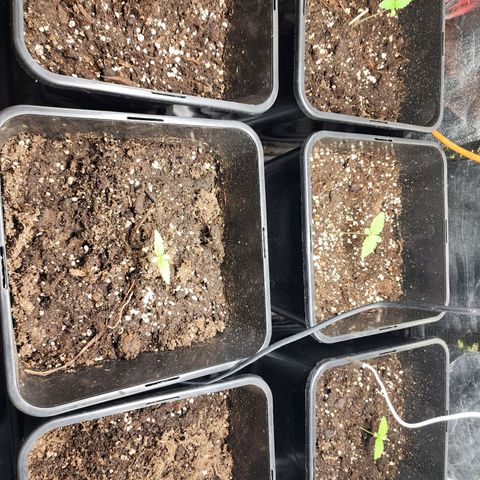 Hulkberry growlog photo: Cumplen 1 semana desde puesta a tierra germinadas, se aumenta potencia de foco led a 40%