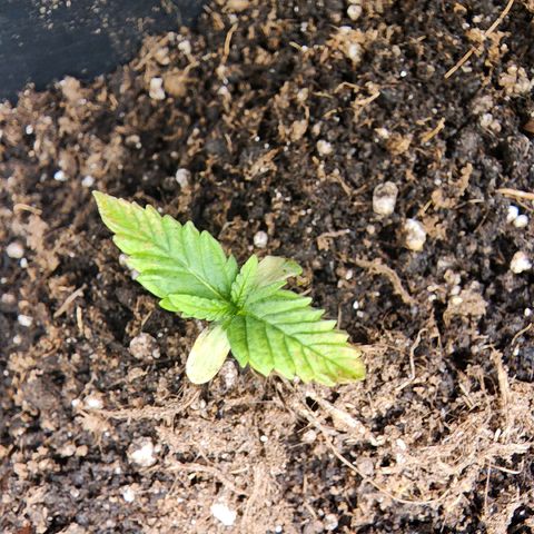 Hulkberry growlog photo: Cumplen 1 semana desde puesta a tierra germinadas, se aumenta potencia de foco led a 40%