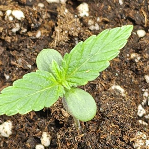 Hulkberry growlog photo: Cumplen 1 semana desde puesta a tierra germinadas, se aumenta potencia de foco led a 40%