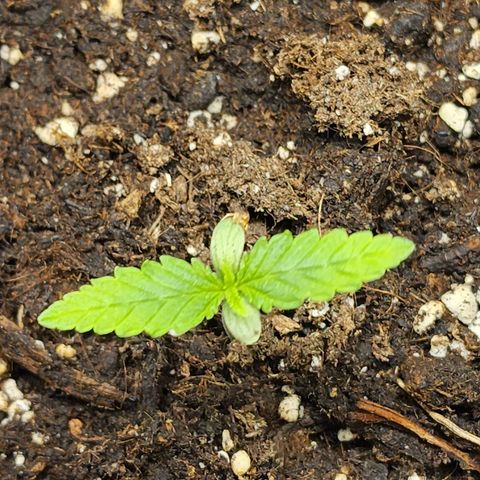 Hulkberry growlog photo: Cumplen 1 semana desde puesta a tierra germinadas, se aumenta potencia de foco led a 40%