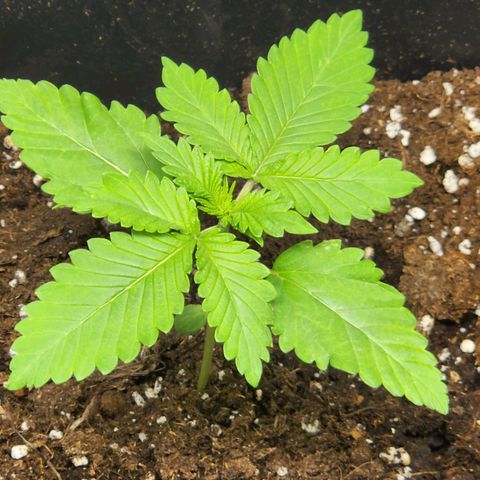 Hulkberry growlog photo: Plantas 1 día después de regar con enraizante y top veg, la planta con solo agua sigue creciendo, aunque a menor velocidad que las demás.