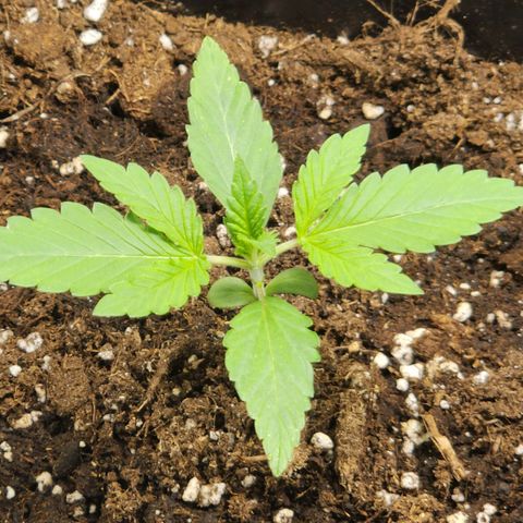 Hulkberry growlog photo: Plantas 1 día después de regar con enraizante y top veg, la planta con solo agua sigue creciendo, aunque a menor velocidad que las demás.