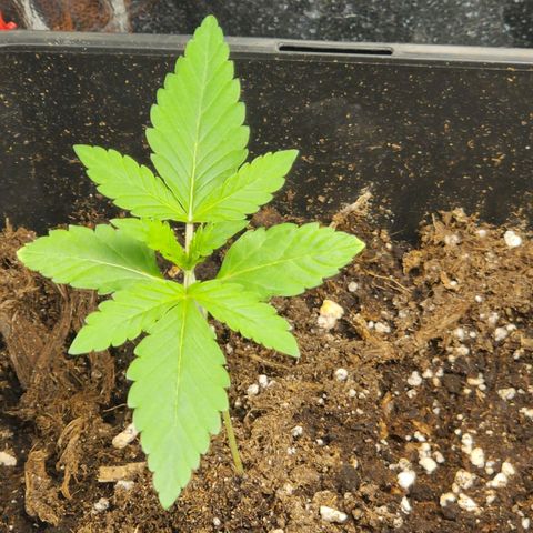 Hulkberry growlog photo: Plantas 1 día después de regar con enraizante y top veg, la planta con solo agua sigue creciendo, aunque a menor velocidad que las demás.